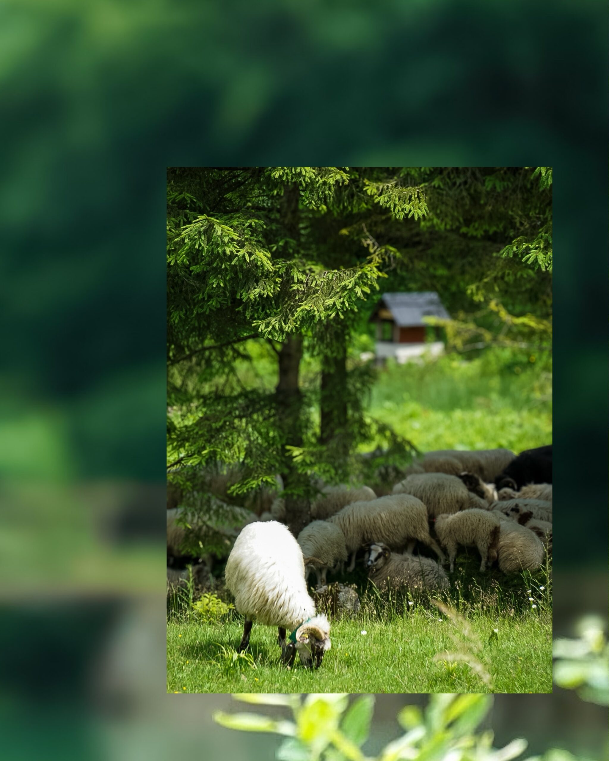 Owce pasące się w Dolinie Čutkovskej,
Pasterz i owce na szlaku Dolina Čutkovská.
